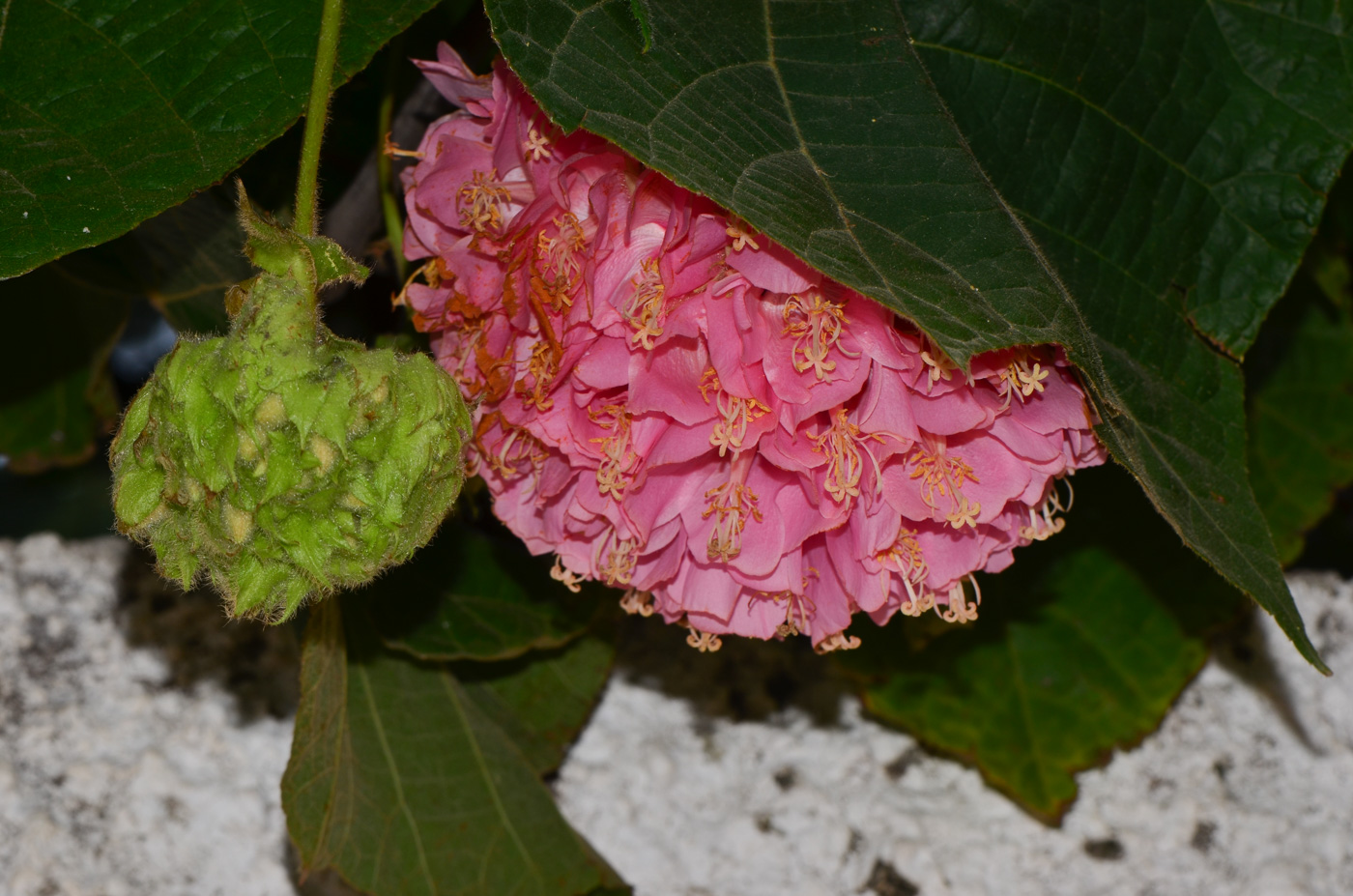 Image of Dombeya &times; cayeuxii specimen.