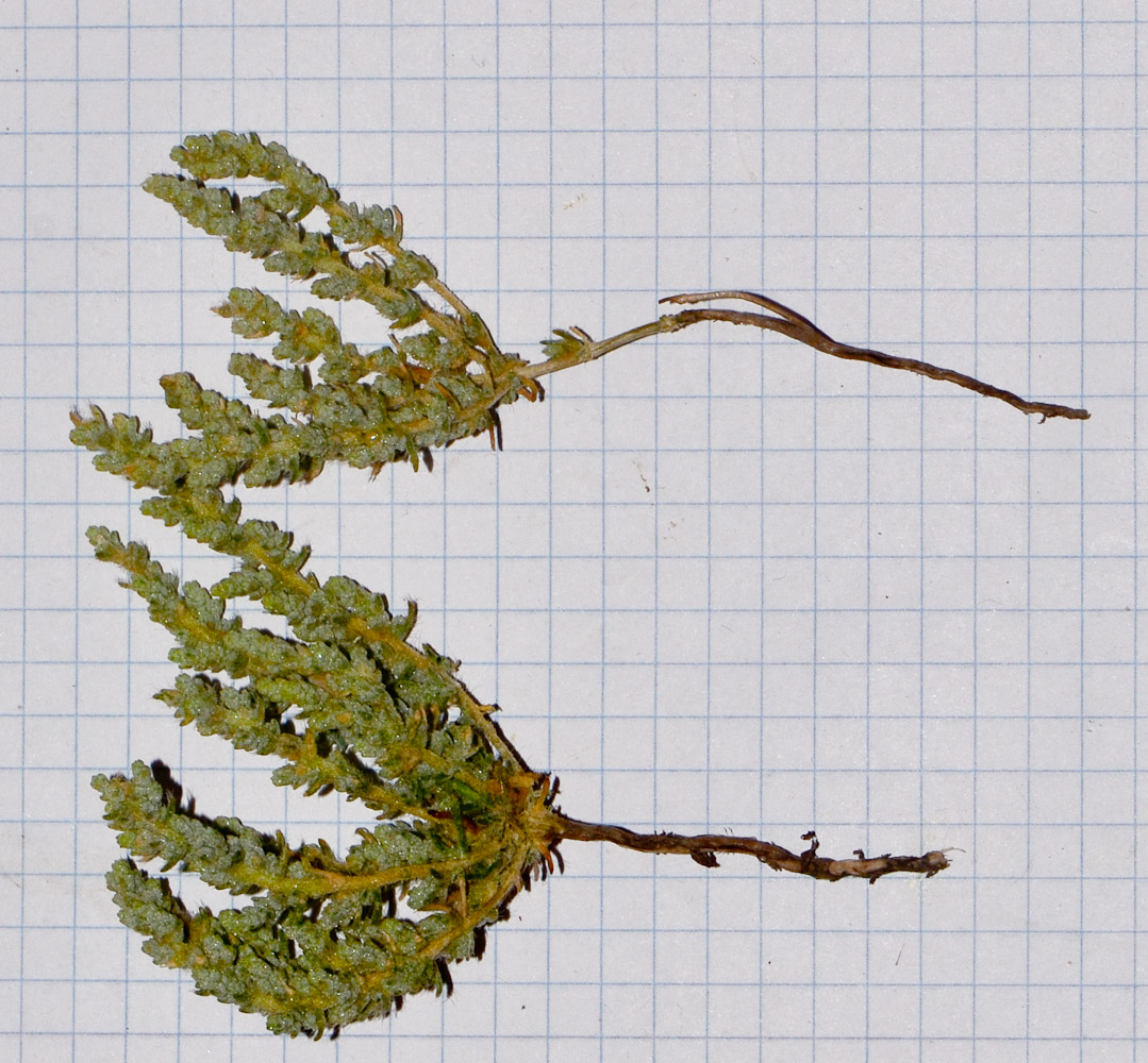 Image of Salsola inermis specimen.