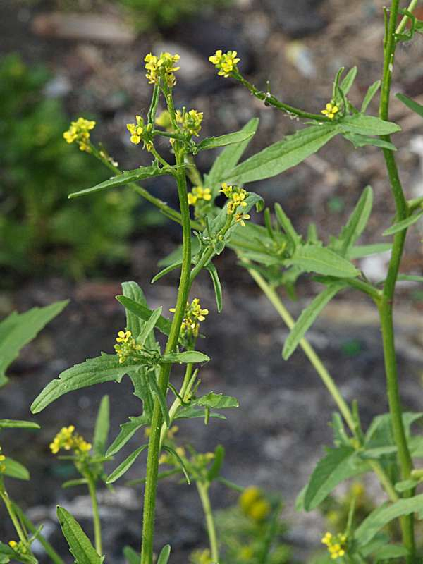 Image of Sisymbrium officinale specimen.