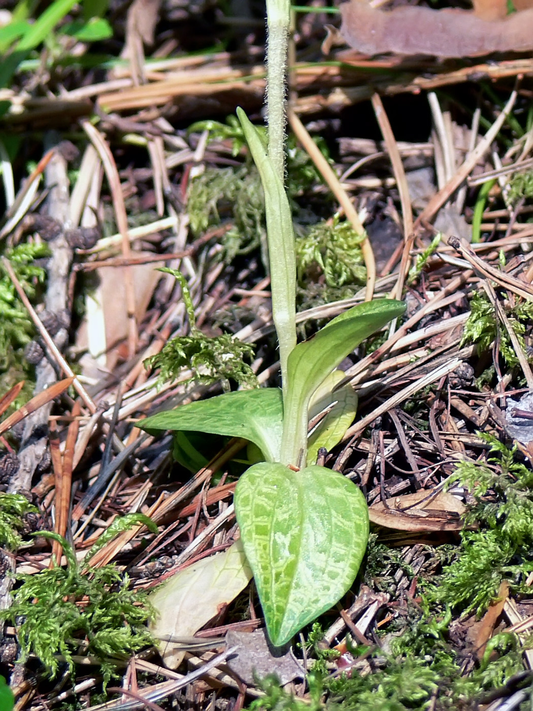 Image of Goodyera repens specimen.