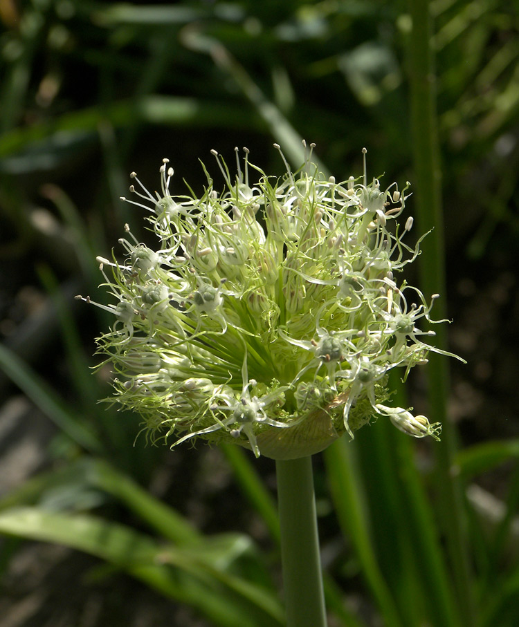 Изображение особи Allium gultschense.