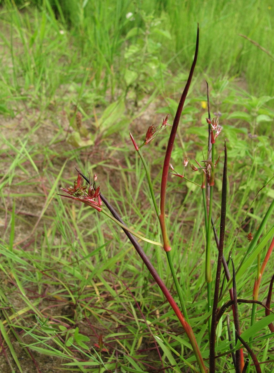 Изображение особи Juncus articulatus.