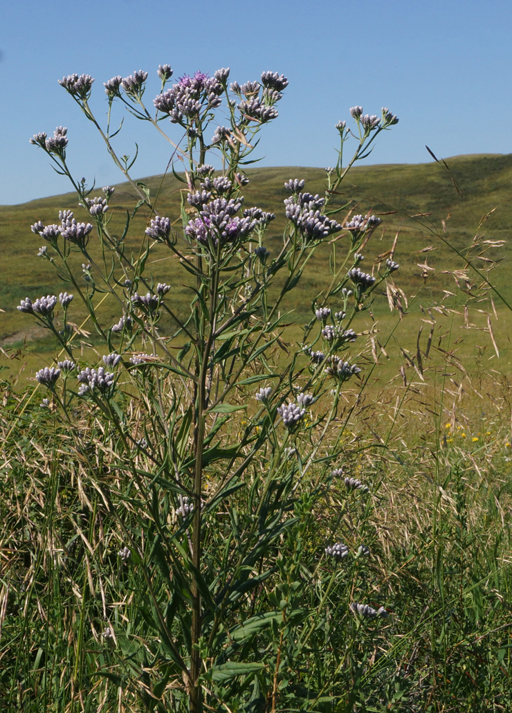 Image of Saussurea elata specimen.