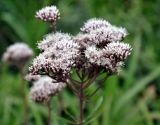 Eupatorium lindleyanum. Соцветия. Приморье, ЗАТО Фокино, о-в Путятина, приморский луг. 15.08.2015.