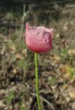 Papaver stevenianum