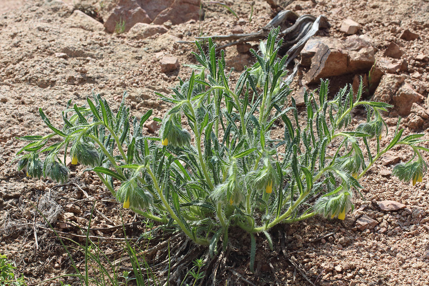 Image of Onosma irritans specimen.