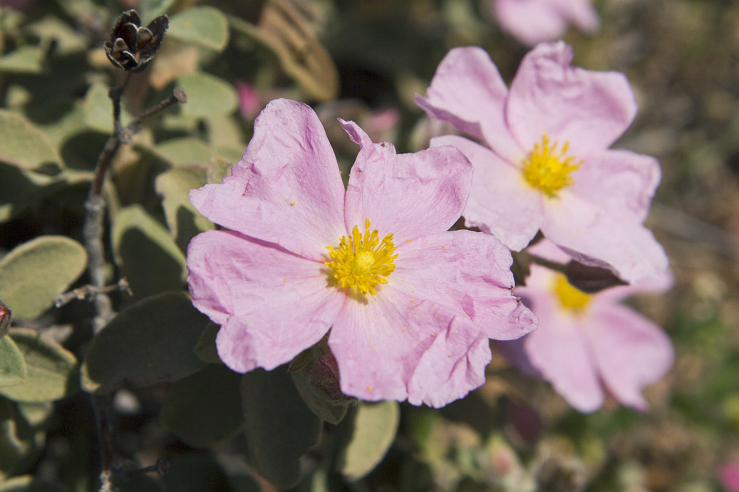 Image of Cistus parviflorus specimen.