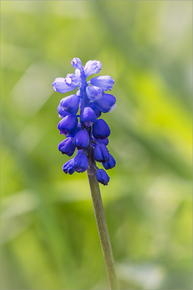 Image of genus Muscari specimen.