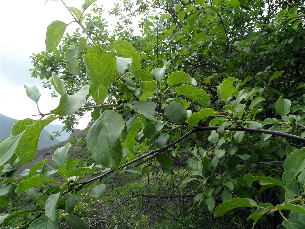 Image of Rhamnus cathartica specimen.