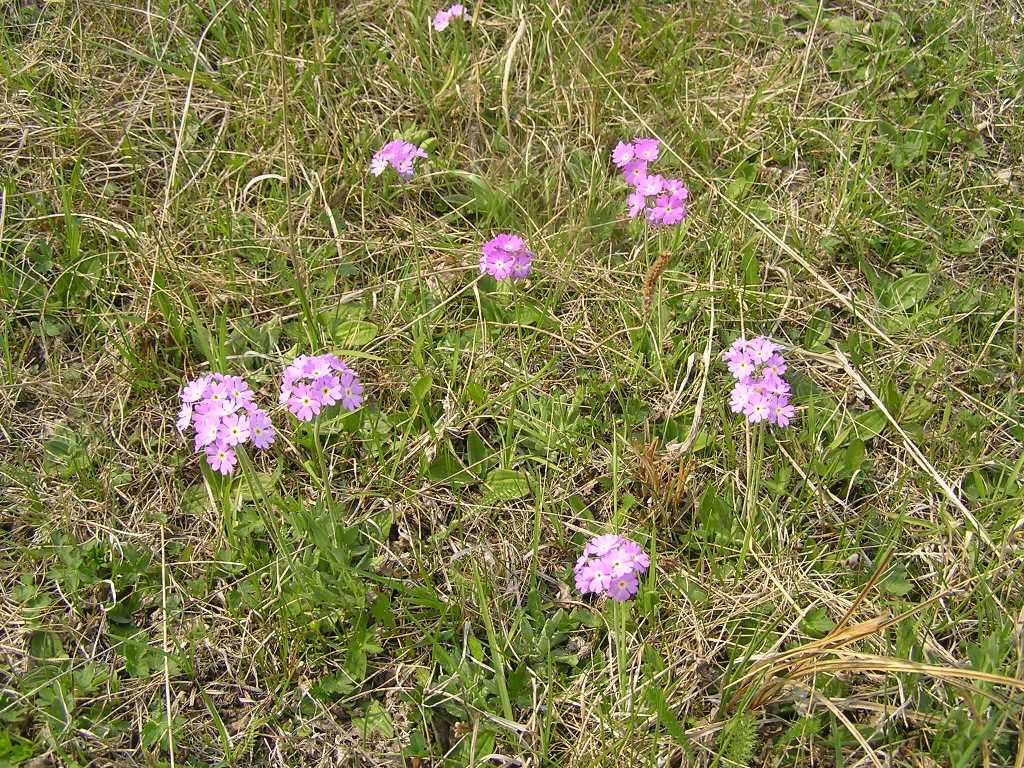 Изображение особи Primula farinosa.