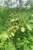 Quercus mongolica. Молодое растение. Камчатский край, Петропавловск-Камчатский, южный склон горы Раковая, поляна среди каменноберезового леса. 20.07.2016.