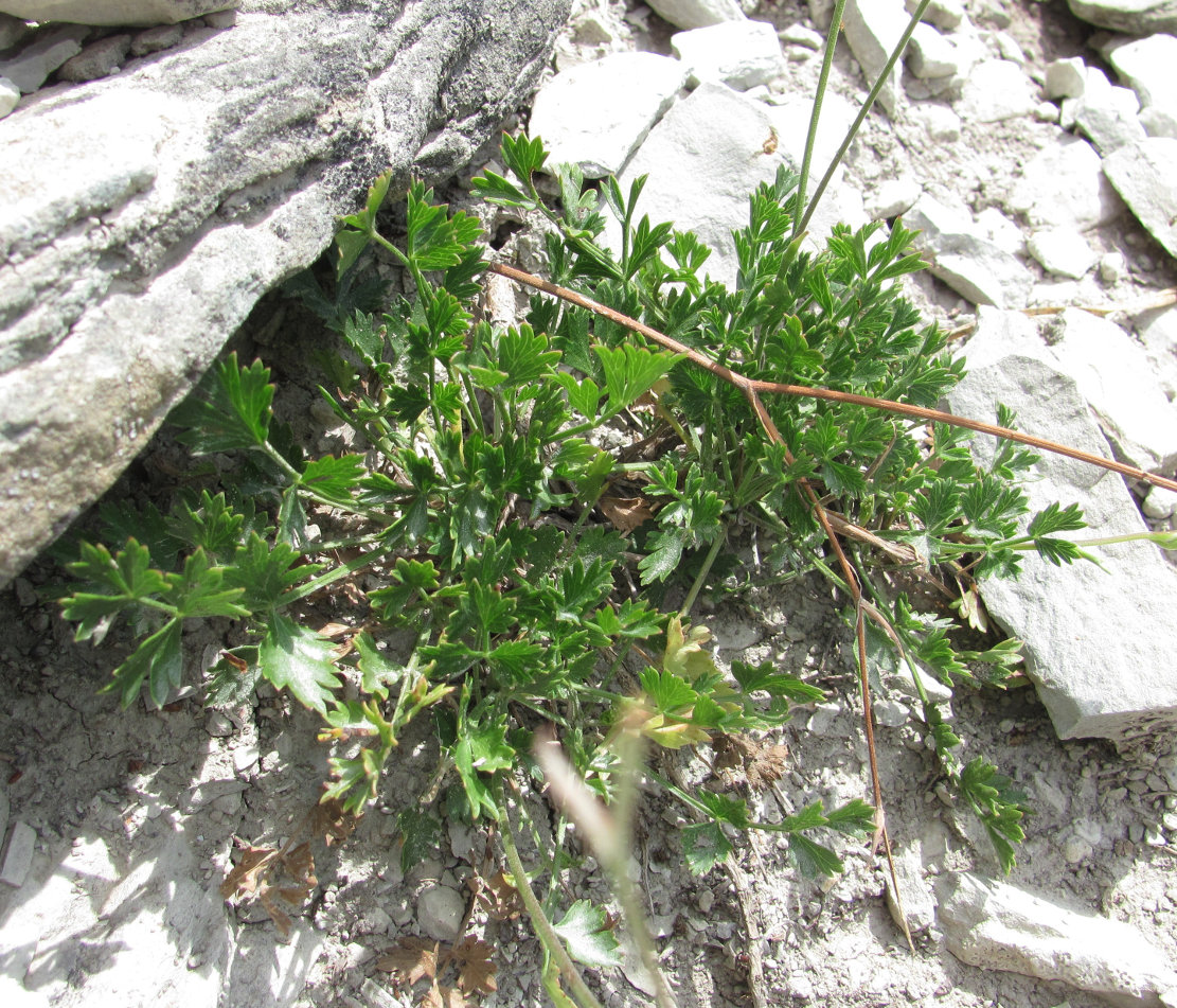 Image of Pimpinella tragium specimen.