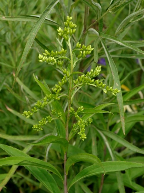 Image of Solidago gigantea specimen.