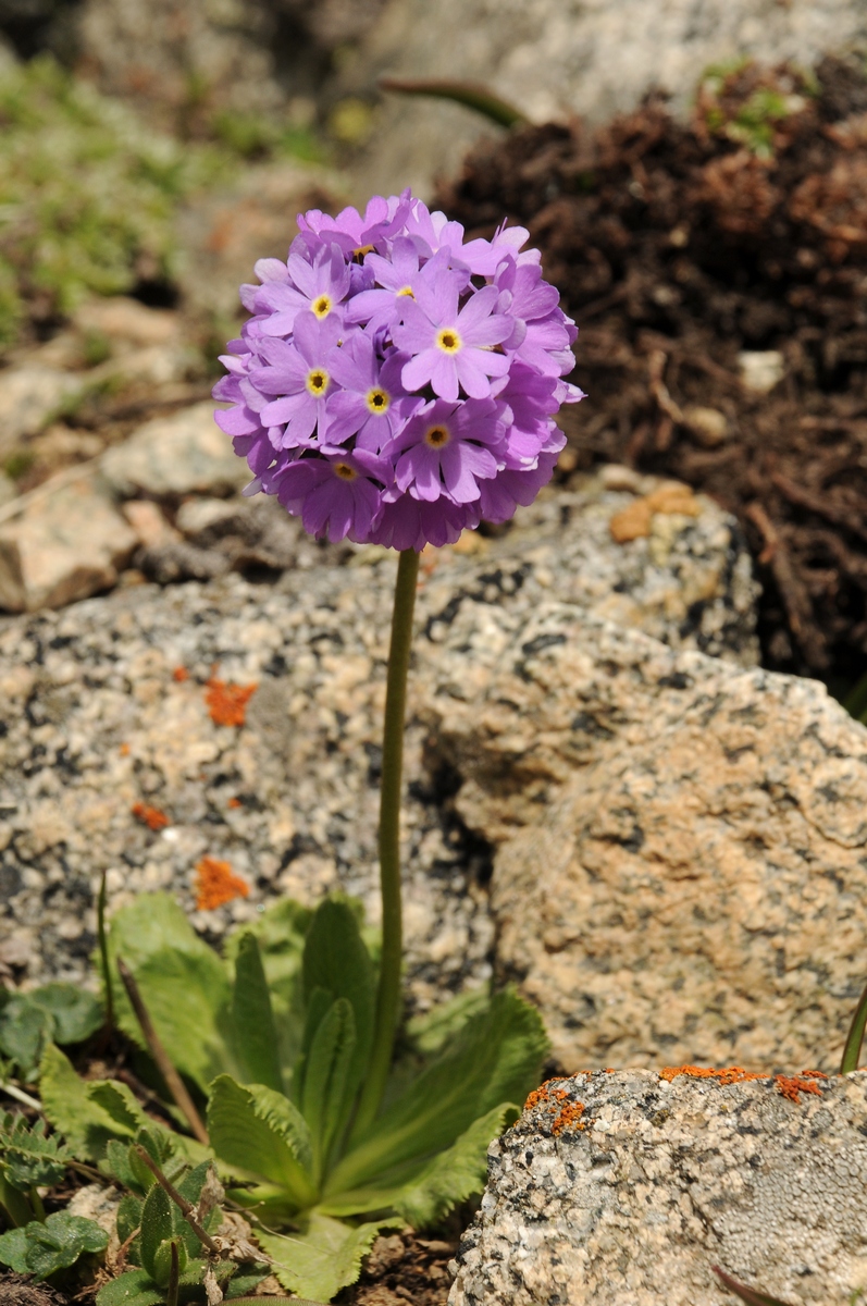 Image of Primula algida specimen.