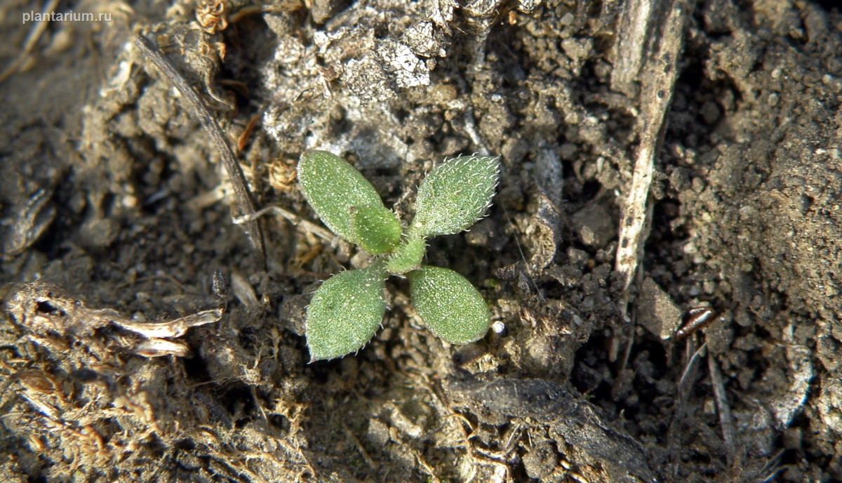 Image of Arenaria uralensis specimen.