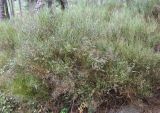 Cytisus oromediterraneus. Плодоносящее растение. Испания, Центральная Кордильера, национальный парк Сьерра-де-Гуадаррама, гора Абантос, горный склон. Октябрь.