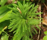 Lycopodium juniperoideum. Растение со спороносным колоском. Сахалинская обл., Томаринский р-н, окр. г. Томари, опушка леса в средней части облесённого склона сопки западной экспозиции. 16.08.2016.