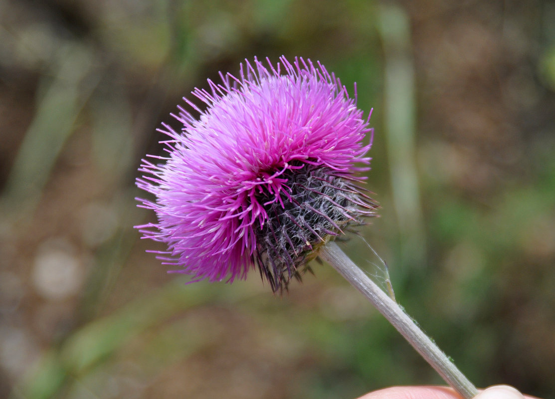 Image of Carduus uncinatus ssp. davisii specimen.