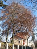 Fagus sylvatica. Старое дерево (в центре снимка) с сохранившимися на ветвях листьями осенней окраски. Украина, Львов. 4 января 2007 г.