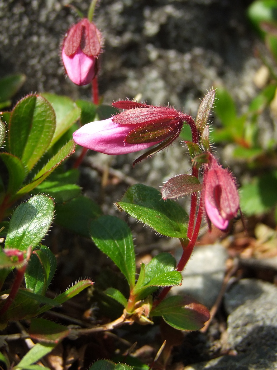 Image of Rhododendron camtschaticum specimen.