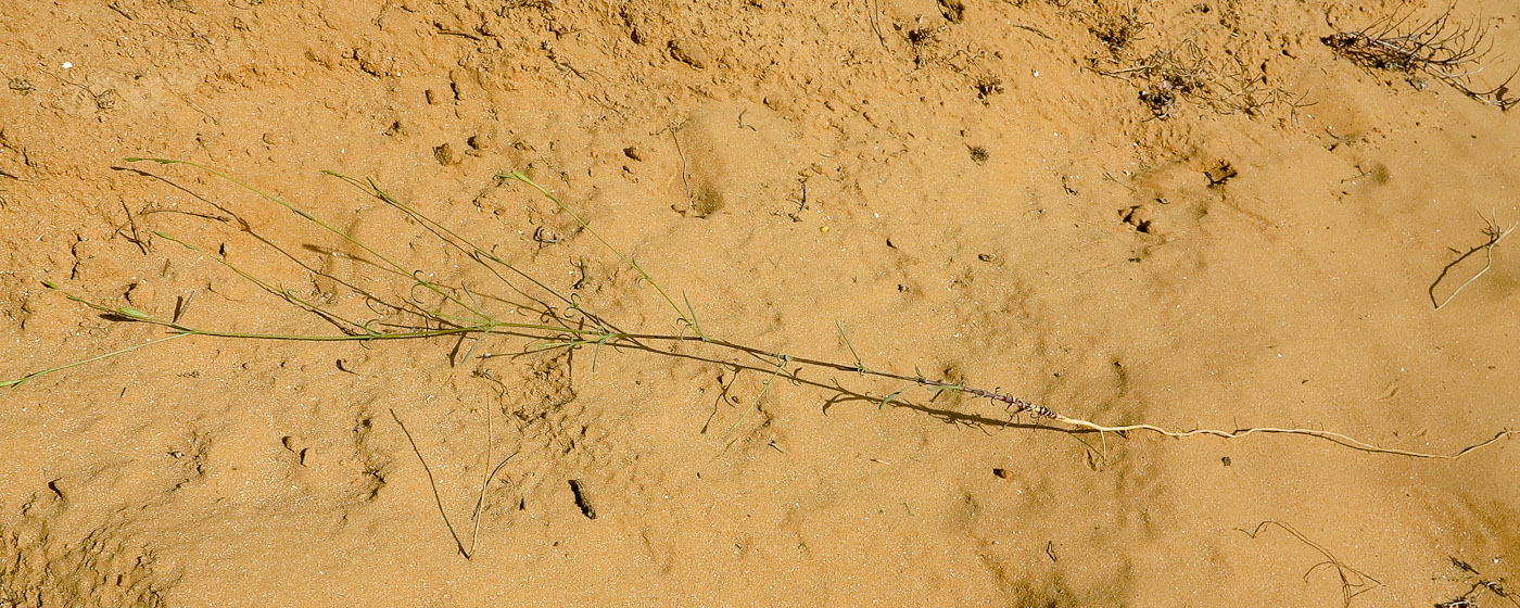 Image of Silene modesta specimen.