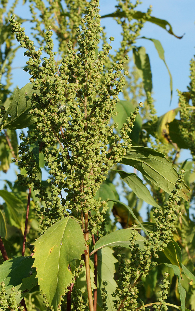 Image of Cyclachaena xanthiifolia specimen.