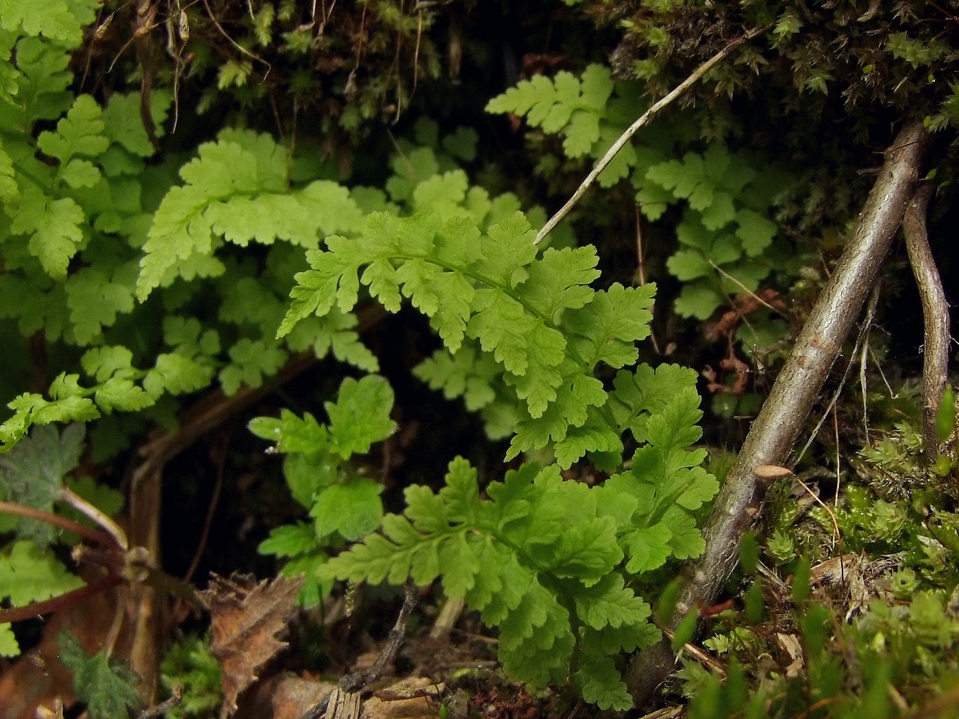 Изображение особи Cystopteris fragilis.