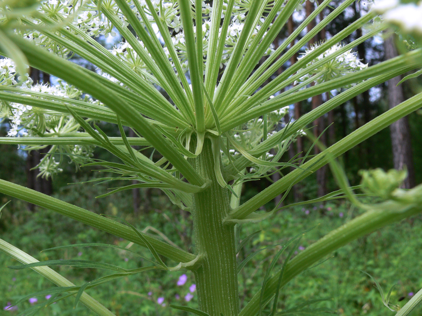 Image of Pleurospermum uralense specimen.