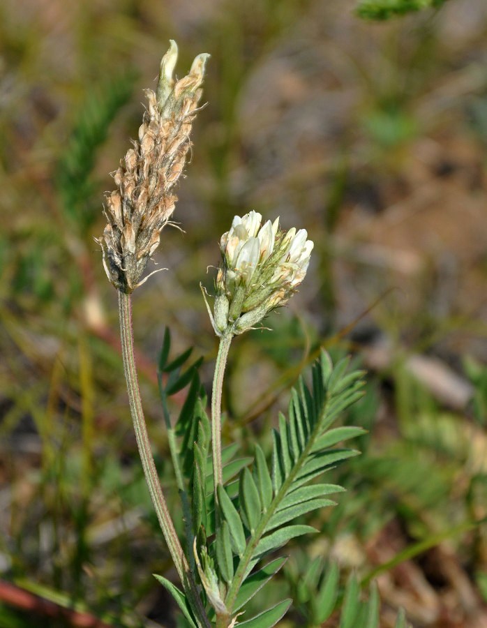 Изображение особи Astragalus inopinatus.