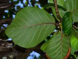 Guettarda speciosa. Листья (вид с абаксиальной стороны). Таиланд, о-в Банановый (Андаманское море, у южной оконечности о-ва Пхукет), пляж. 15.01.2017.