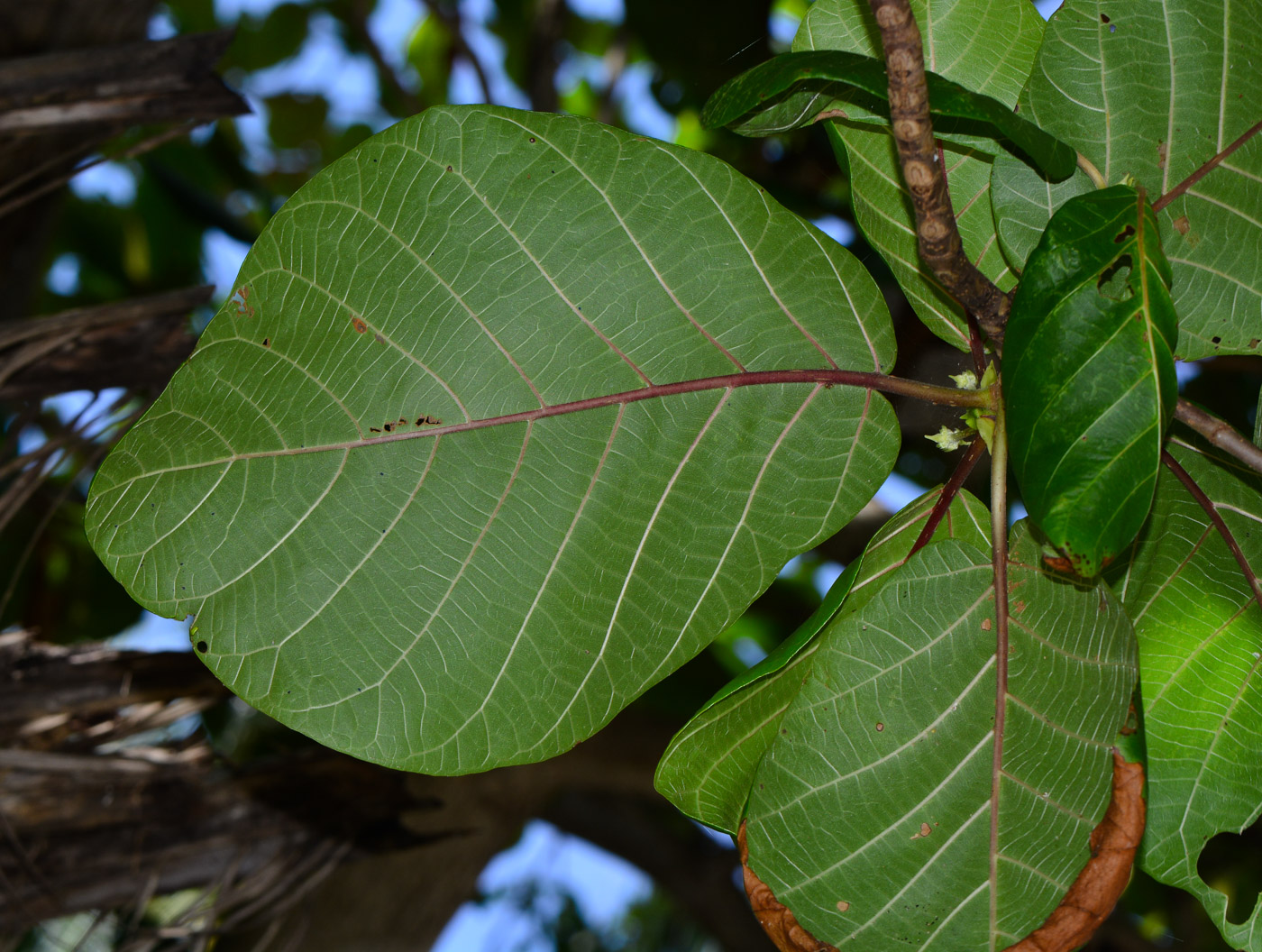 Изображение особи Guettarda speciosa.