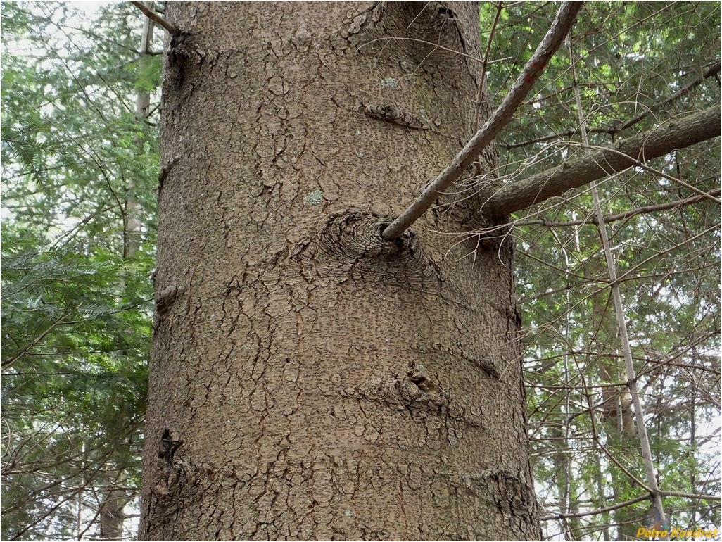 Image of Abies alba specimen.