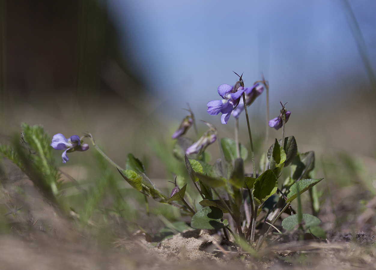 Image of Viola rupestris specimen.