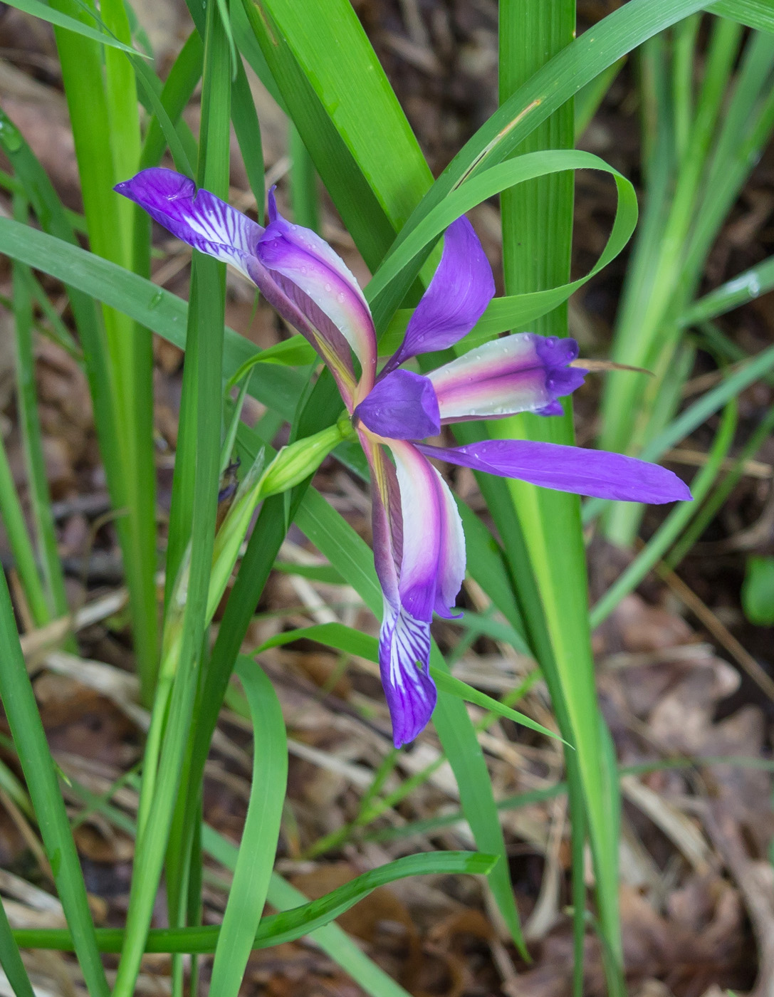 Image of Iris colchica specimen.