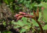 Dicentra spectabilis. Соцветие с бутонами. Тверская обл., Весьегонск, в культуре. 28.05.2017.