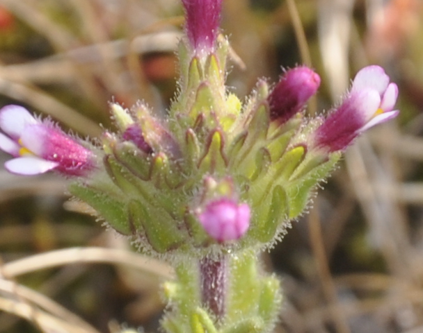 Image of Parentucellia latifolia specimen.