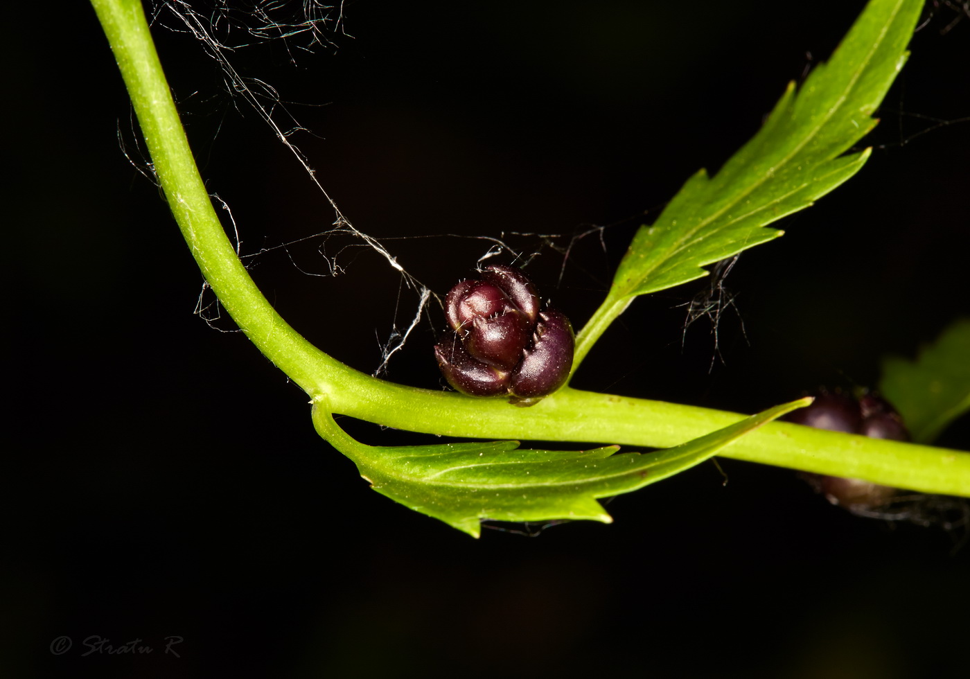 Image of Cardamine bulbifera specimen.