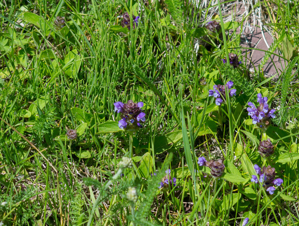 Изображение особи Prunella vulgaris.