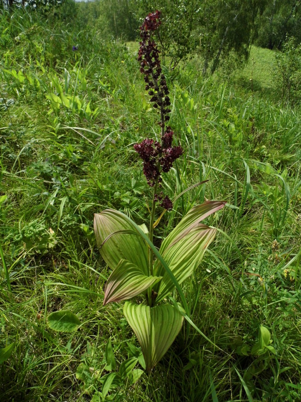 Изображение особи Veratrum nigrum.