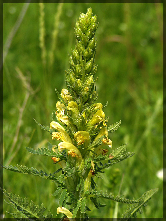 Изображение особи Pedicularis kaufmannii.