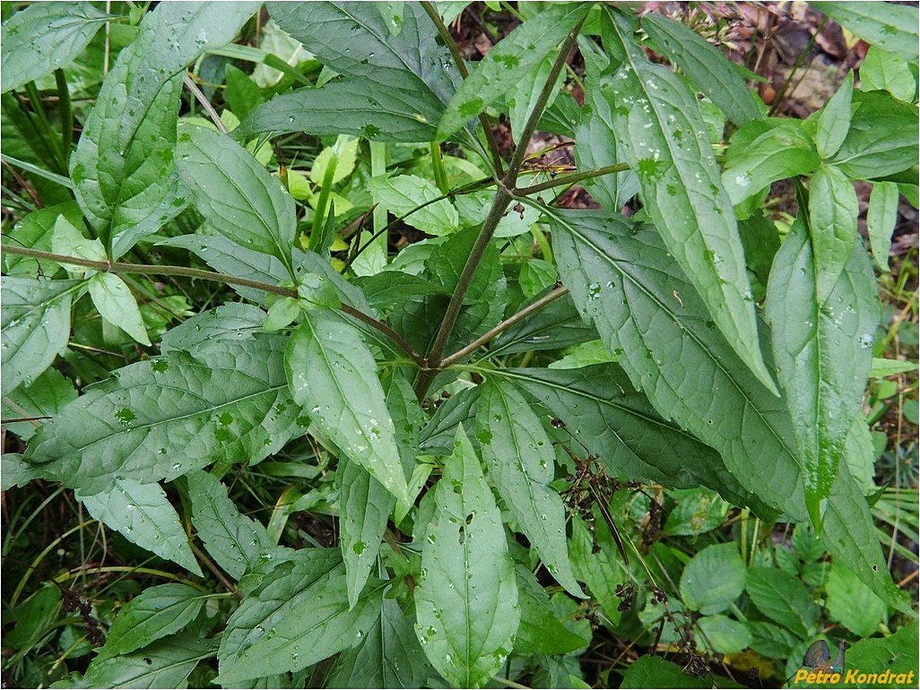 Image of Eupatorium cannabinum specimen.