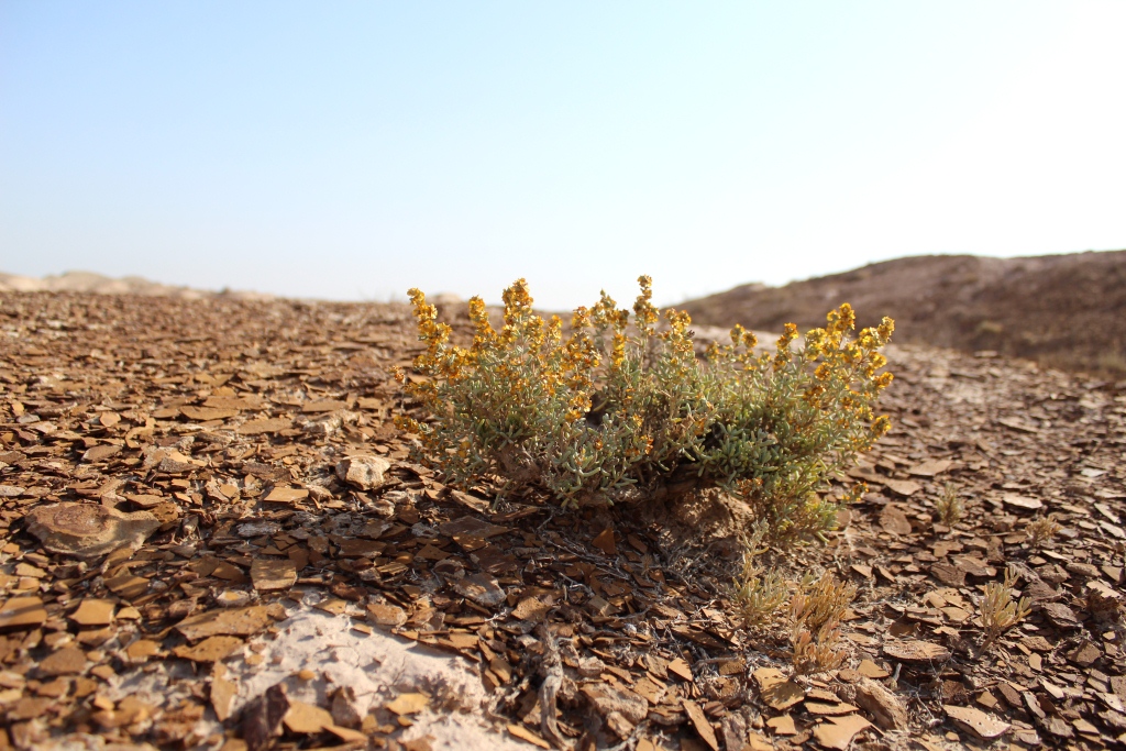 Изображение особи Salsola aucheri.