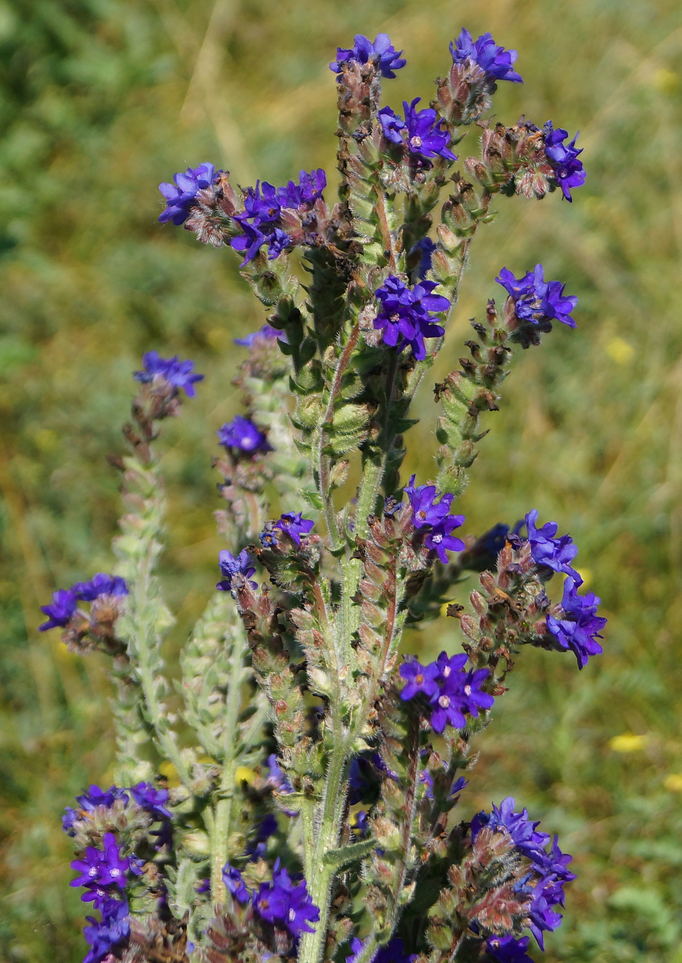 Image of Anchusa officinalis specimen.