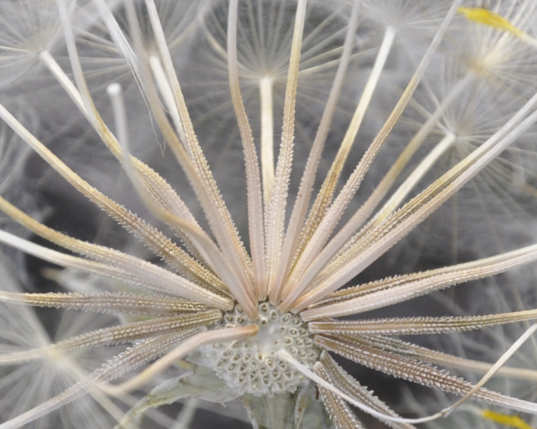 Image of Tragopogon tommasinii specimen.