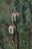 Tulipa buhseana