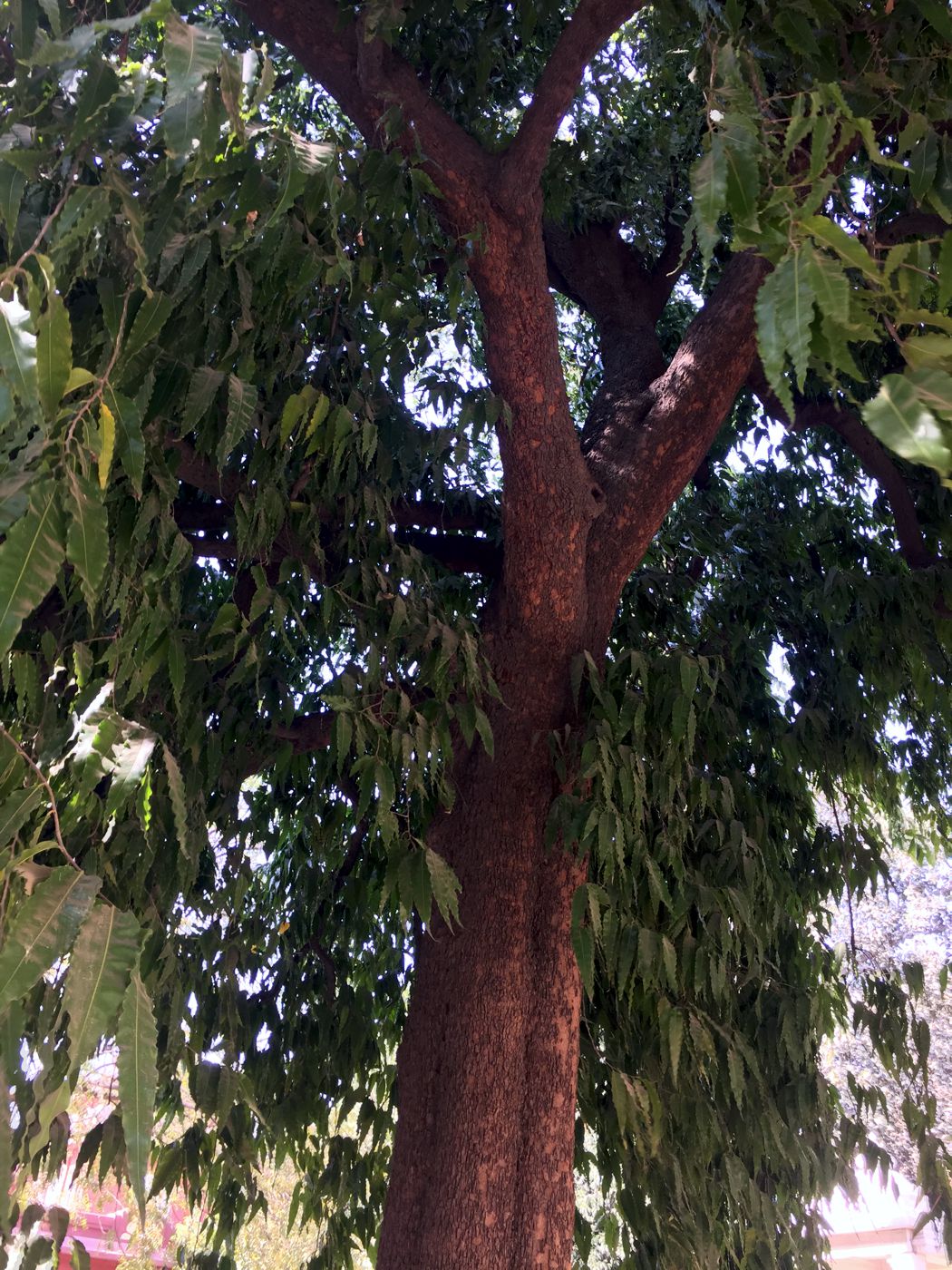 Image of Polyalthia longifolia specimen.