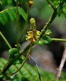 Caesalpinia bonduc