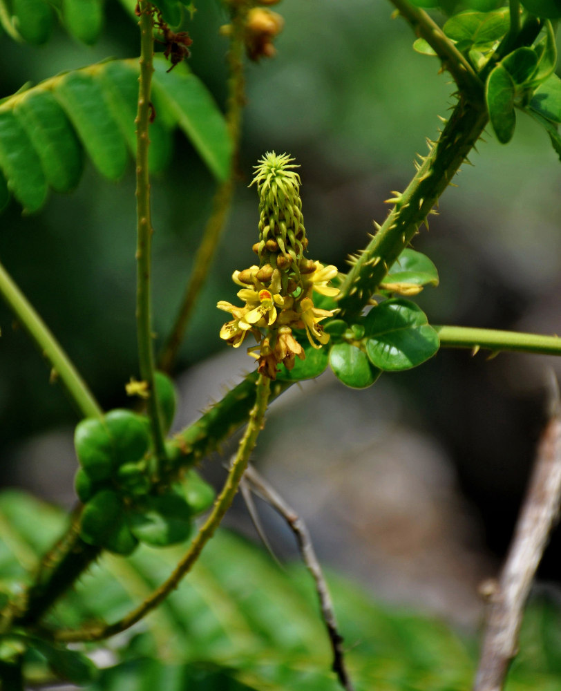 Image of Caesalpinia bonduc specimen.