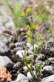 Erysimum hieraciifolium. Цветущее растение с повреждёнными побегами. Карелия, Заонежье, о. Мегостров, галечный пляж. 26.07.2017.