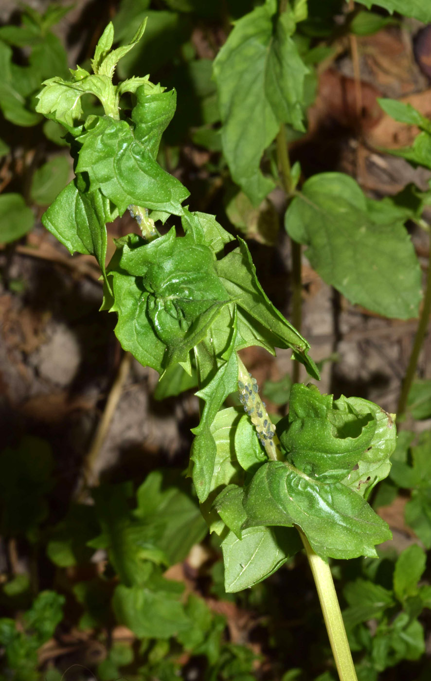 Image of genus Mentha specimen.